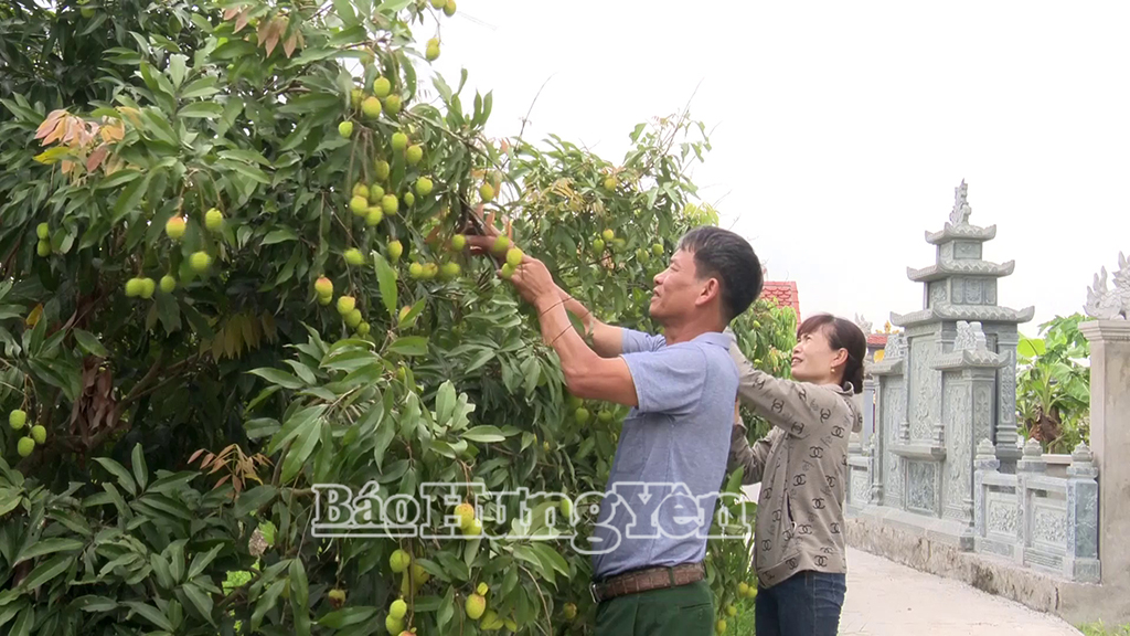 Minh Tien Agricultural Cooperative expects to harvest about 300 tons of lychee this year.
