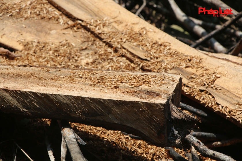 Những cây gỗ tự nhiên bị &quot;xẻ thịt&quot;