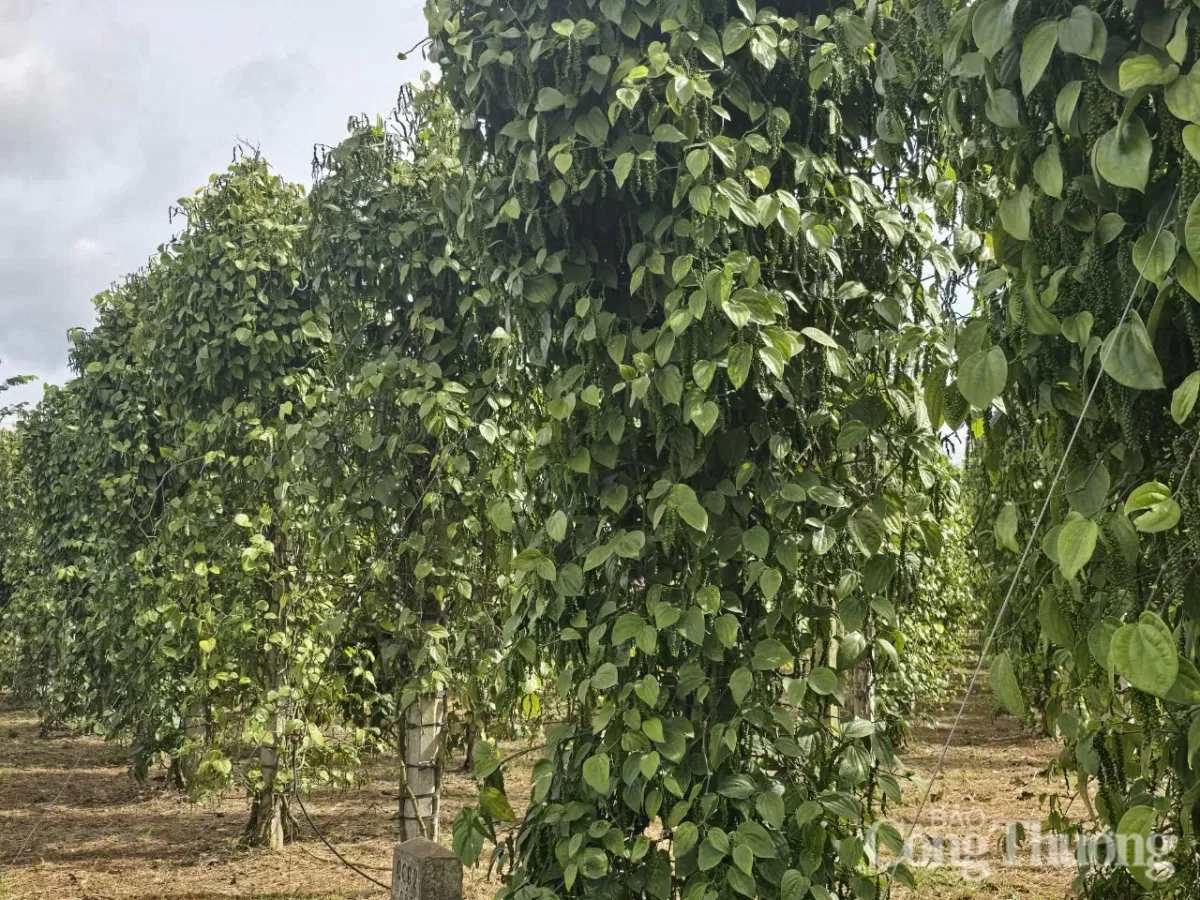 Giá tiêu hôm nay 21/5/2025: thị trường tăng giảm đan xen