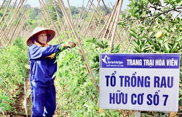 mo-hinh-trong-rau-huu-co-cua-trang-trai-hoa-vien-huyen-thach-that-mang-lai-gia-tri-kinh-te-cao.-anh-trong-tung.jpg