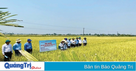 Trieu Phong diversifies economic models associated with new rural construction