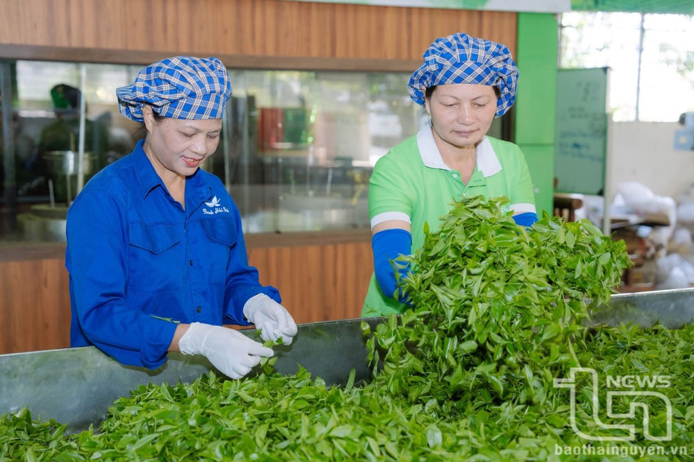 Hiện nay, các hợp tác xã sản xuất chè trên địa bàn tỉnh đều hướng đến quy trình sản xuất an toàn để phục vụ việc truy xuất nguồn gốc.