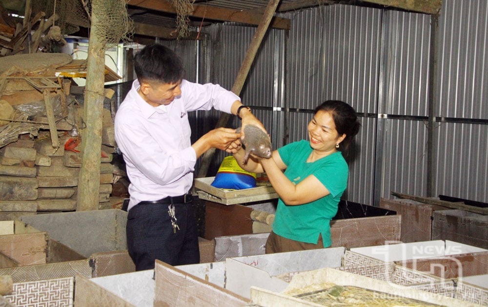 ទិន្នផលចិញ្ចឹមកណ្ដុរឬស្សីពាណិជ្ជកម្មរបស់គ្រួសារលោកស្រី Luong Thi Nhu នៅភូមិ Ban Chuong មានអំណោយផលល្អ ដោយមានឈ្មួញមកផ្ទះដើម្បីទិញ។