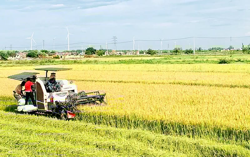 Nông dân Quảng Ninh thu hoạch lúa đông-xuân.