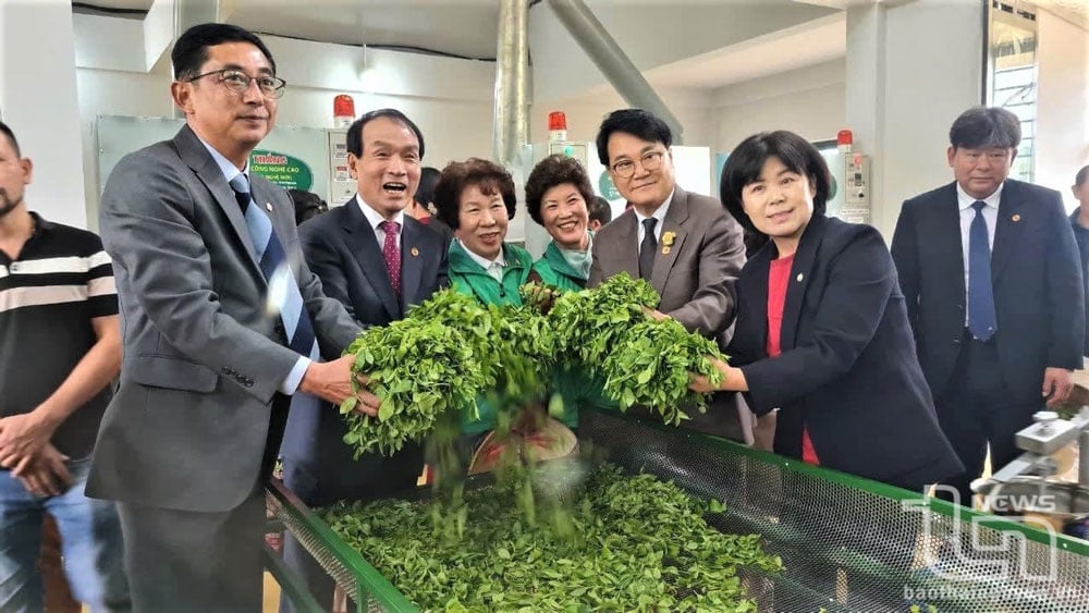 นักท่องเที่ยวสนุกสนานกับการสัมผัสประสบการณ์ขั้นตอนการชงชา
