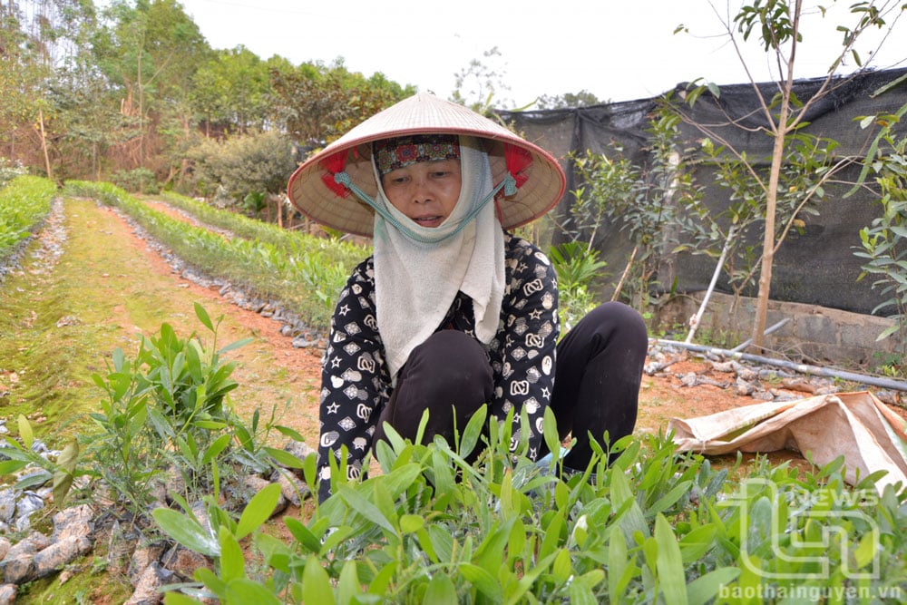 Thành viên Hợp tác xã dịch vụ nông nghiệp Ngọc Anh (xã Yên Lạc) chăm sóc cây giống phục vụ trồng rừng.