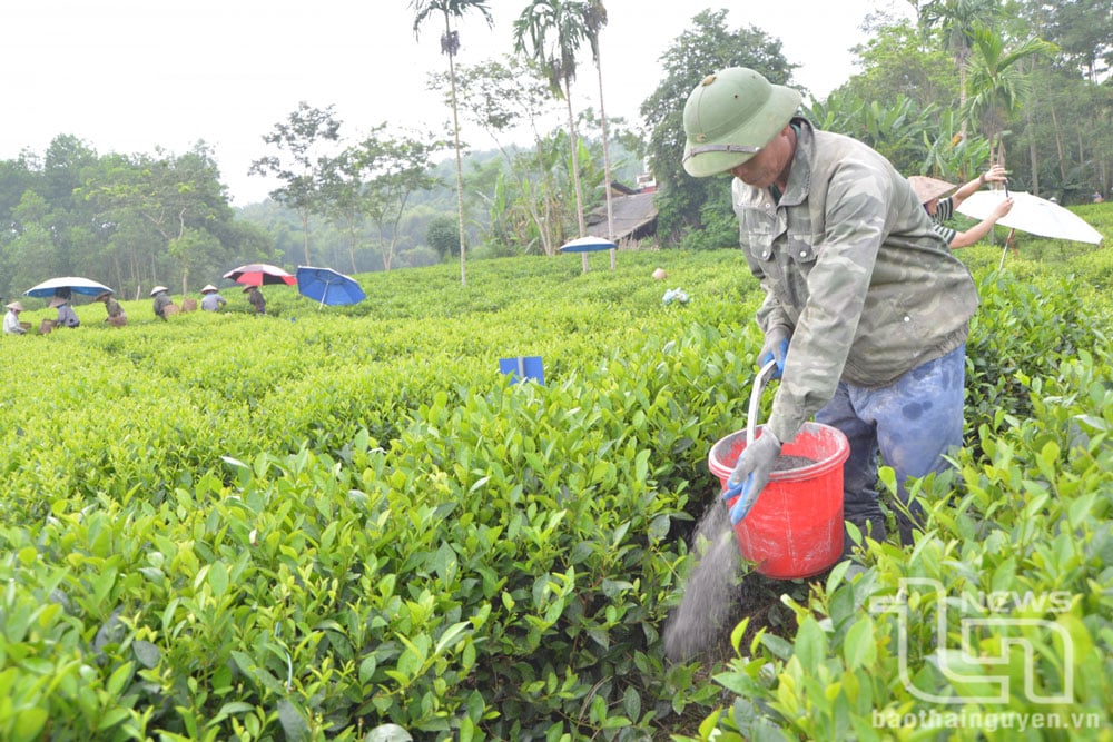 Hiện nay, trên 1.100ha chè của các hợp tác xã, tổ hợp tác trên địa bàn huyện Phú Lương đã được hỗ trợ cấp chứng nhận VietGAP, hữu cơ. Trong ảnh: Thành viên Hợp tác xã nông sản Phú Lương chăm sóc chè chính vụ.