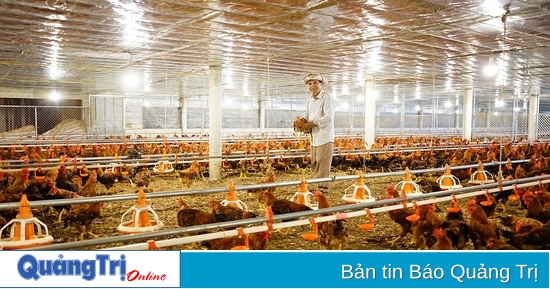 Income over 600 million VND/year thanks to chicken farming association