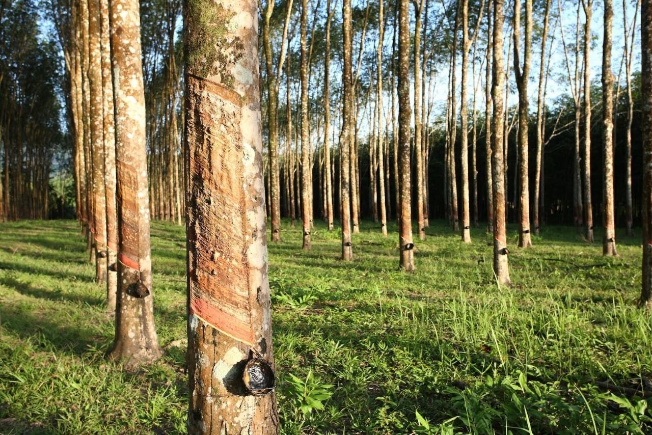 តម្លៃ​កៅស៊ូ​ថ្ងៃ​ទី ២២ ខែ​ឧសភា៖ តម្លៃ​ពិភពលោក​ចម្រុះ តម្លៃ​ក្នុង​ស្រុក​នៅ​តែ​មាន​ស្ថិរភាព