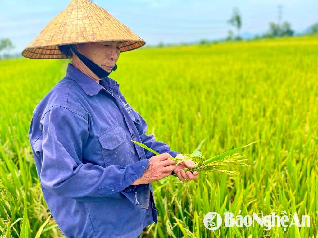  Yên Thành. Ảnh- Phú Hương