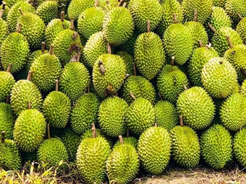 Hơn 90% sản lượng sầu riêng Việt Nam được tiêu thụ tại thị trường Trung Quốc. (Ảnh: PV/Vietnam+)
