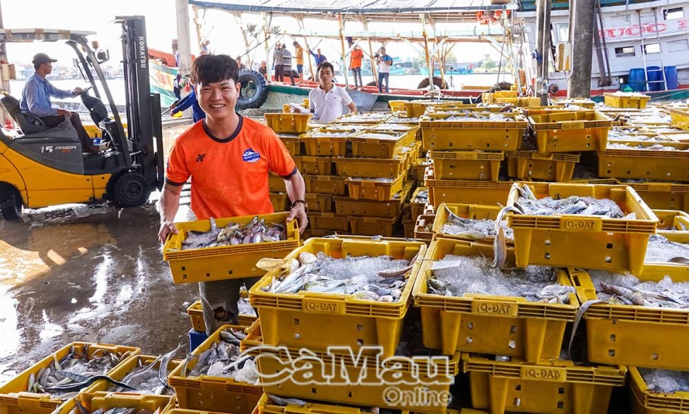 Hệ thống cảng cá, khu neo đậu và hậu cần nghề cá đang tiếp tục được đầu tư mở rộng.
