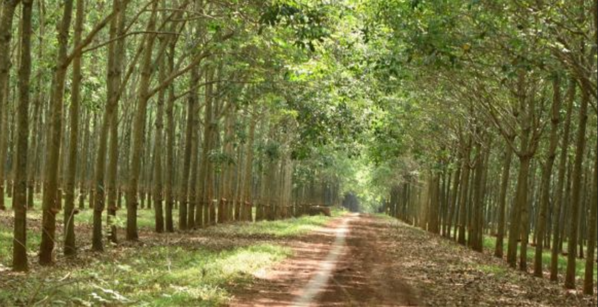 Đồng Nai thu hồi thêm đất của Công ty Cao su Đồng Nai.