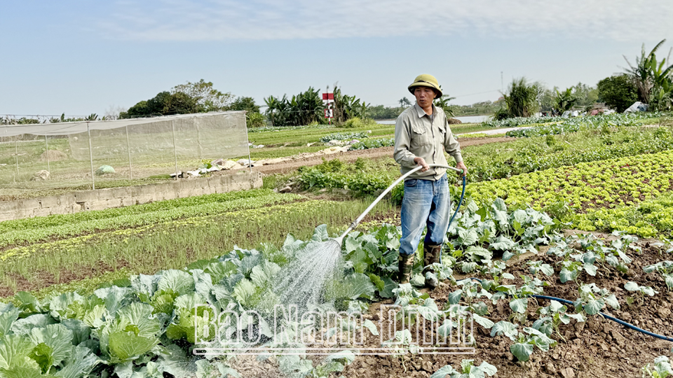 Vùng sản xuất rau sạch cho thu nhập cao tại xã Thành Lợi (Vụ Bản).