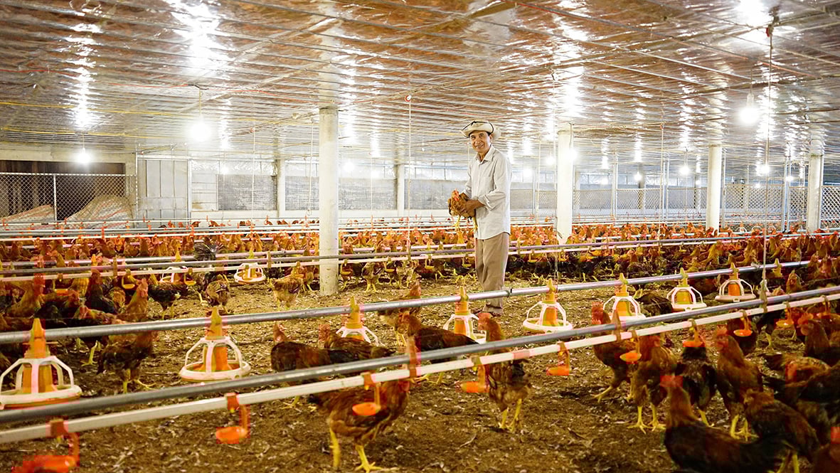 Thu nhập trên 600 triệu đồng/năm nhờ liên kết nuôi gà
