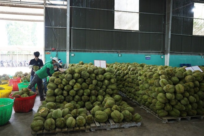 Sơ chế sầu riêng để xuất khẩu. (Ảnh: PV/Vietnam+)