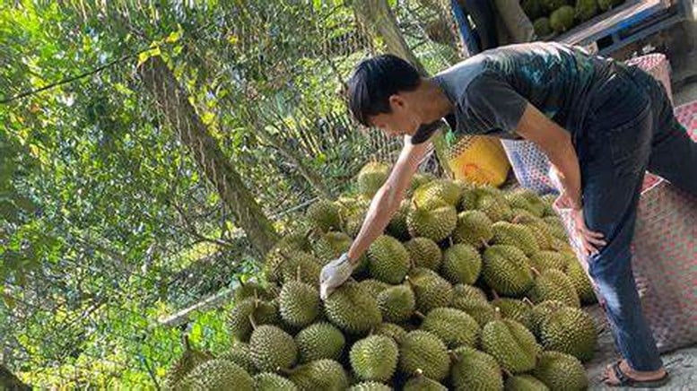 Lối mở cho phát triển bền vững ngành sầu riêng- Ảnh 1.