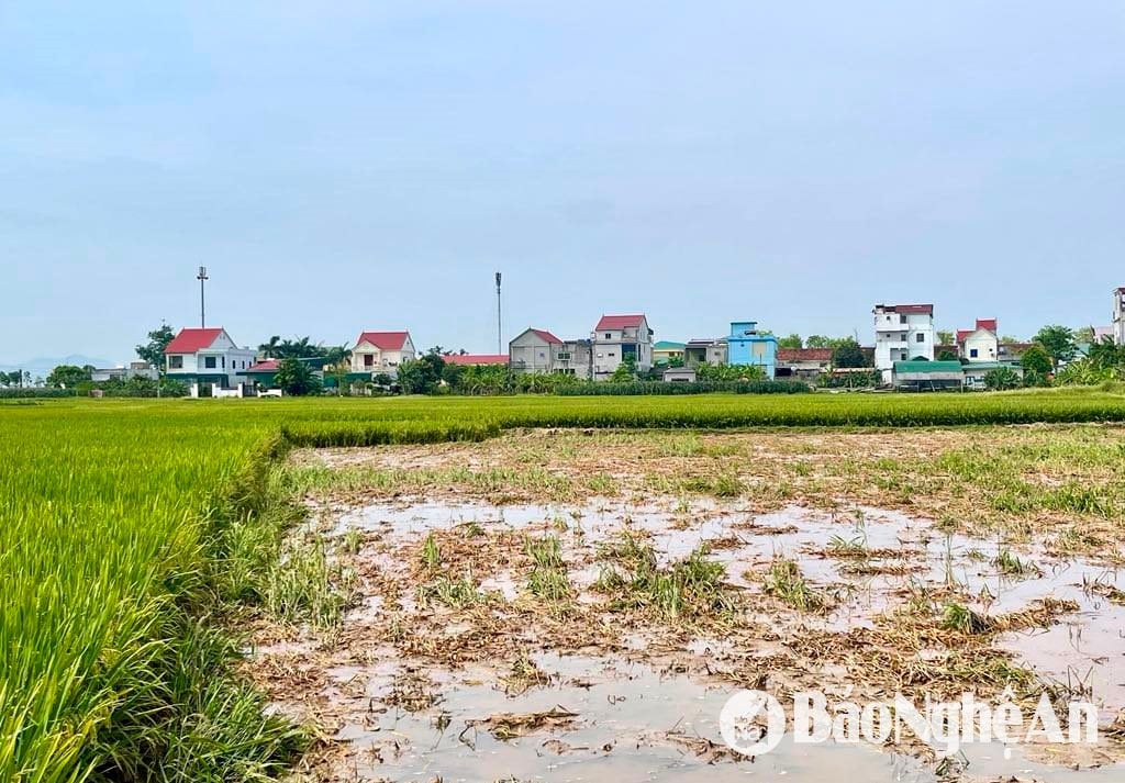 Nhiều ruộng lúa được gặt non vì hoàn toàn không cho năng suất. Ảnh- Phú Hương