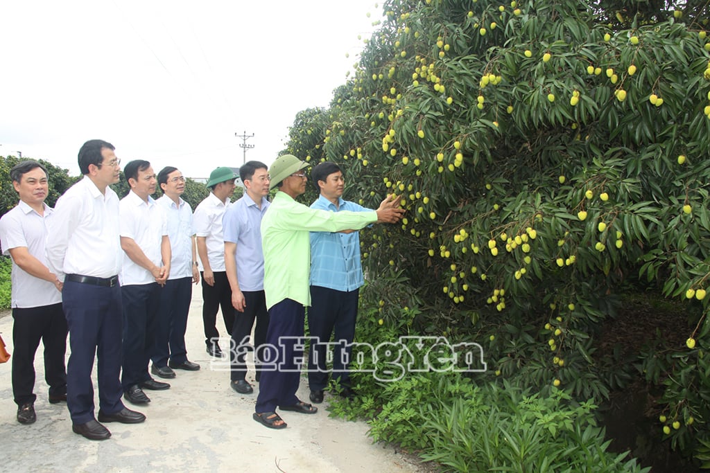Các đại biểu tham quan vườn vải lai chín sớm tại xã Tam Đa