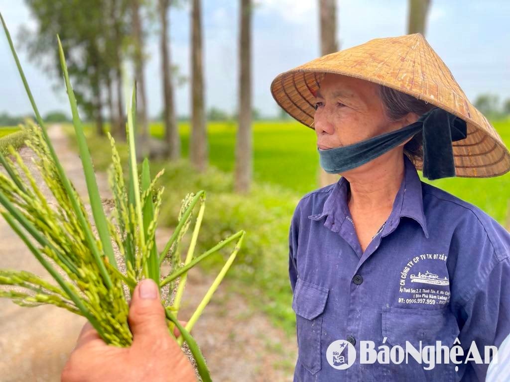  Bông lúa chủ yếu là hạt lép Ảnh- Phú Hương