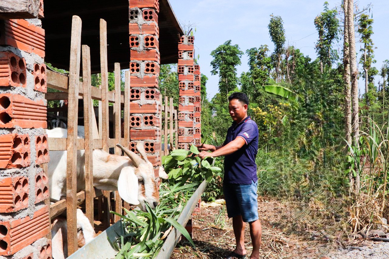 Ông Nguyễn Trần Chuân, hội viên nông dân xã Xuân Sơn thoát nghèo từ mô hình nuôi dê sinh sản và dê thịt.