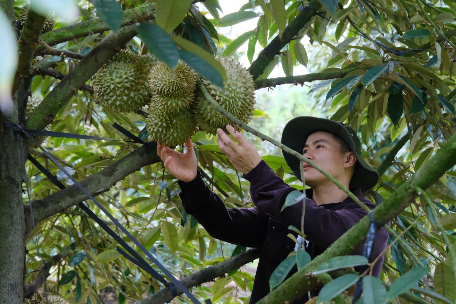 Sở Nông nghiệp và Môi trường tỉnh Lâm Đồng khuyến cáo người dân, các vùng trồng tiếp tục chấp hành tốt các quy trình, quy định trong chăm sóc sầu riêng, nhằm đảm bảo chất lượng cho sầu riêng xuất khẩu.