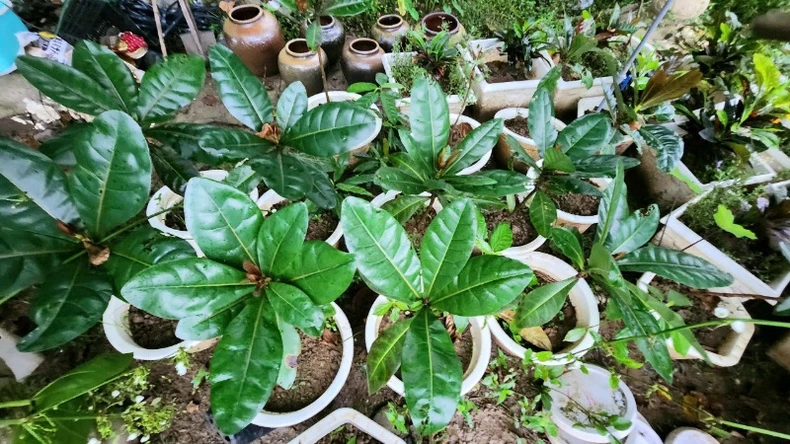 Có một Trường Sa trong lòng Gia Viễn, Ninh Bình ảnh 14