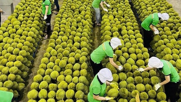 Xử lý thông tin sầu riêng vẫn loay hoay giải quyết chất vàng O 