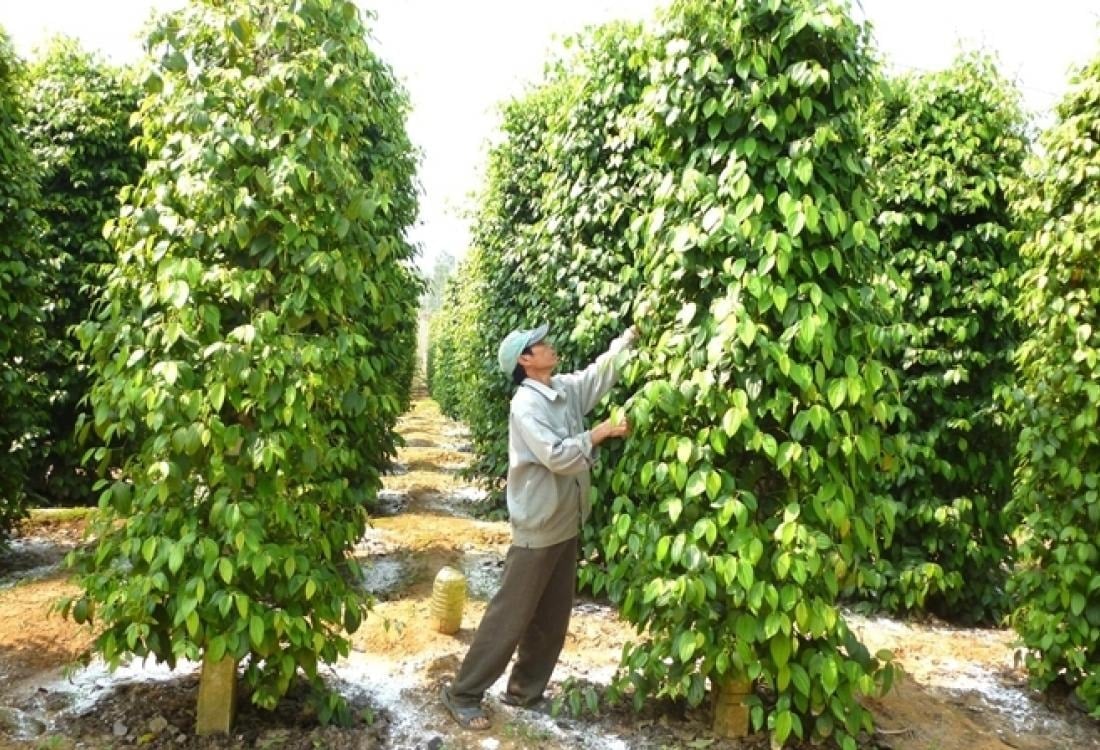 Giá tiêu hôm nay 22/5/2025: Giảm nhẹ tại một số tỉnh