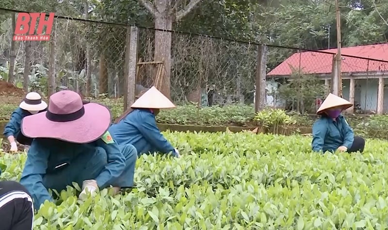 ការអនុវត្តវិទ្យាសាស្ត្រ និងបច្ចេកវិទ្យាក្នុងផលិតកម្មព្រៃឈើ
