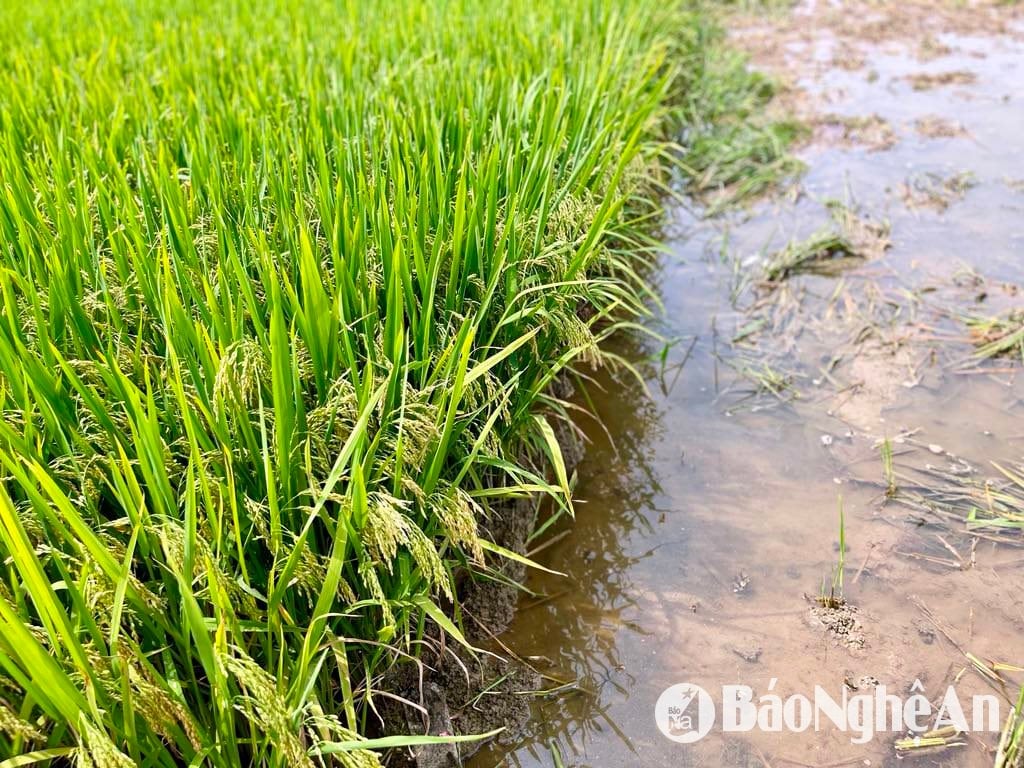  Nhiều ruộng lúa trỗ bông đẹp nhưng chủ yếu là hạt lép. Ảnh- Phú Hương