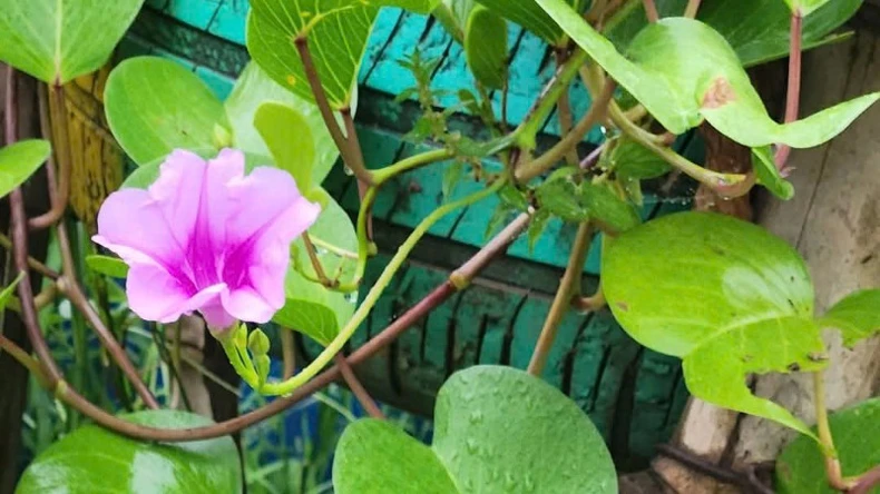 Có một Trường Sa trong lòng Gia Viễn, Ninh Bình ảnh 11