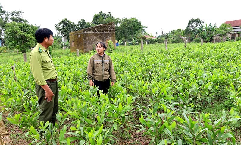 A quality forestry seed production facility in Le Thuy district.
