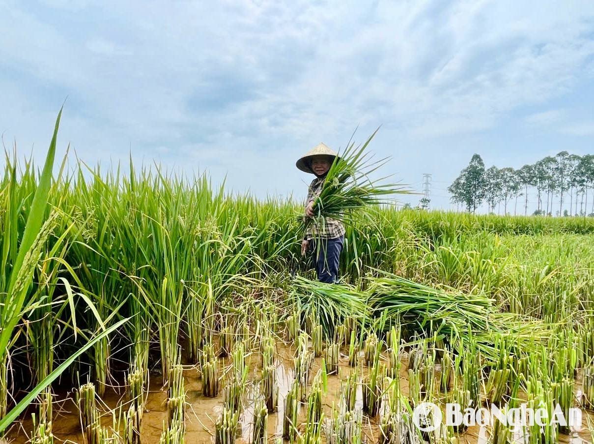 Nông dân Yên Thành cắt lúa non về làm thức ăn cho gia súc. Ảnh- Phú Hương