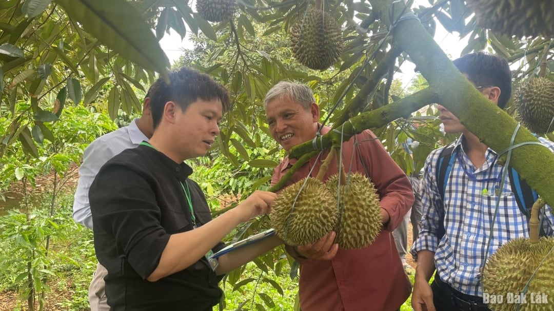 Cơ quan chức năng ngành nông nghiệp đi kiểm tra chất lượng sầu riêng ở các vùng trồng trên địa bàn tỉnh.