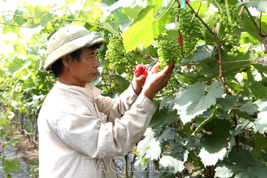 Xây dựng 33 mô hình nông nghiệp ứng dụng công nghệ cao