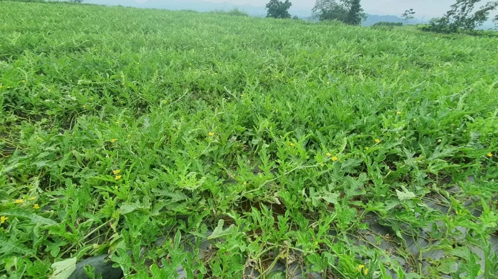 Dưa hấu mở hướng làm giàu cho nông dân miền núi