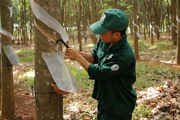 Công nhân Công ty CP Cao su Bà Rịa khai thác mủ cao su.