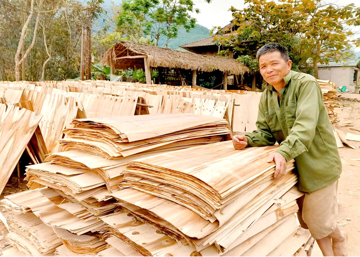 Ông Hoàng Văn Minh có thêm thu nhập từ việc phơi ván bóc.