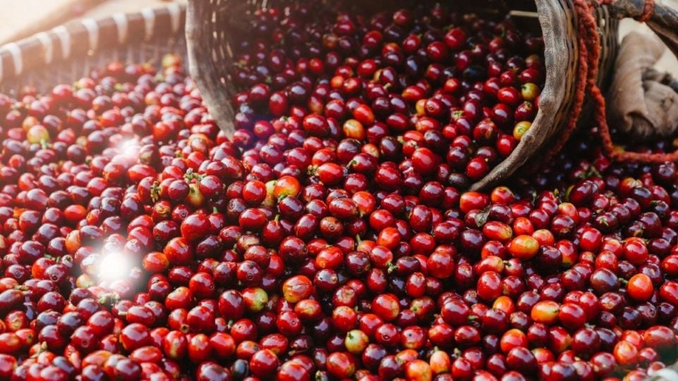 Цены на сельскохозяйственную продукцию 21 мая 2025 года: цены на кофе резко выросли, цены на перец остались стабильными