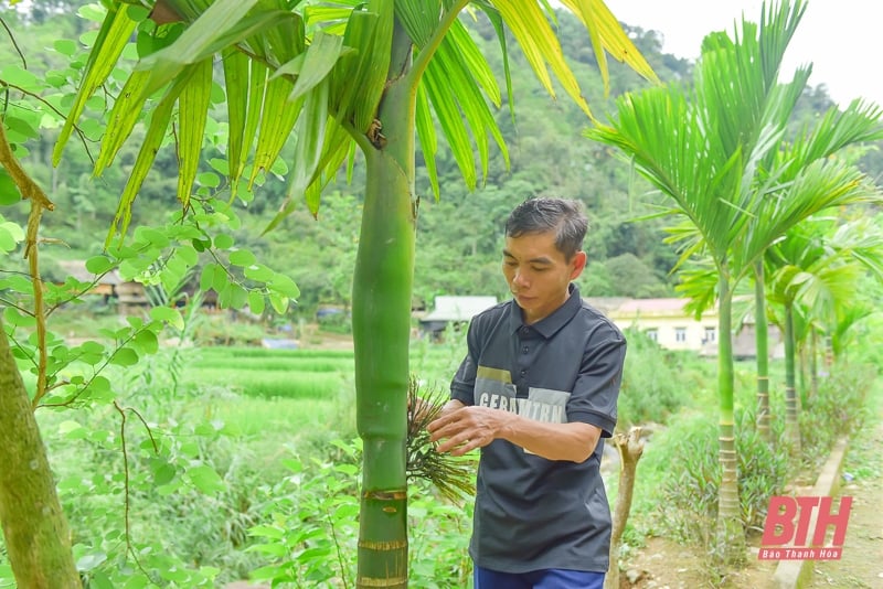 ខូវ មួង ភ្ញាក់នៅកណ្តាលព្រៃ