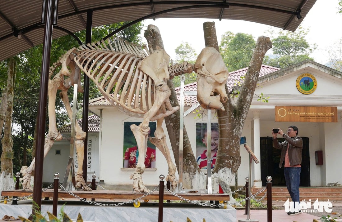 プーマット国立公園での野生象の骨の標本の展示。