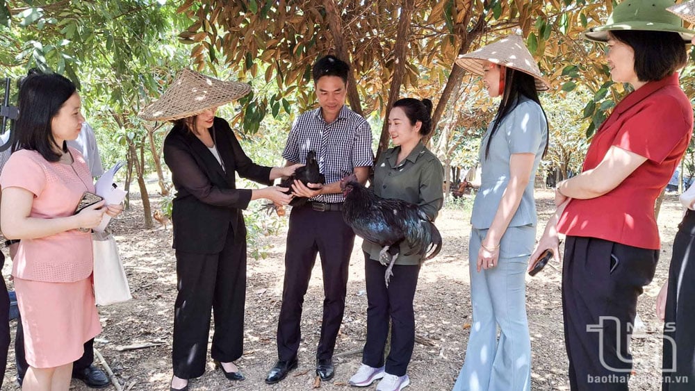 In addition to developing medicinal plants, Thien Phuc Agricultural and Medicinal Cooperative, Minh Lap Commune (Dong Hy) also raises 5,000 ri and ri crossbred chickens, and 4,000 H'Mong chickens, bringing in a stable source of income.