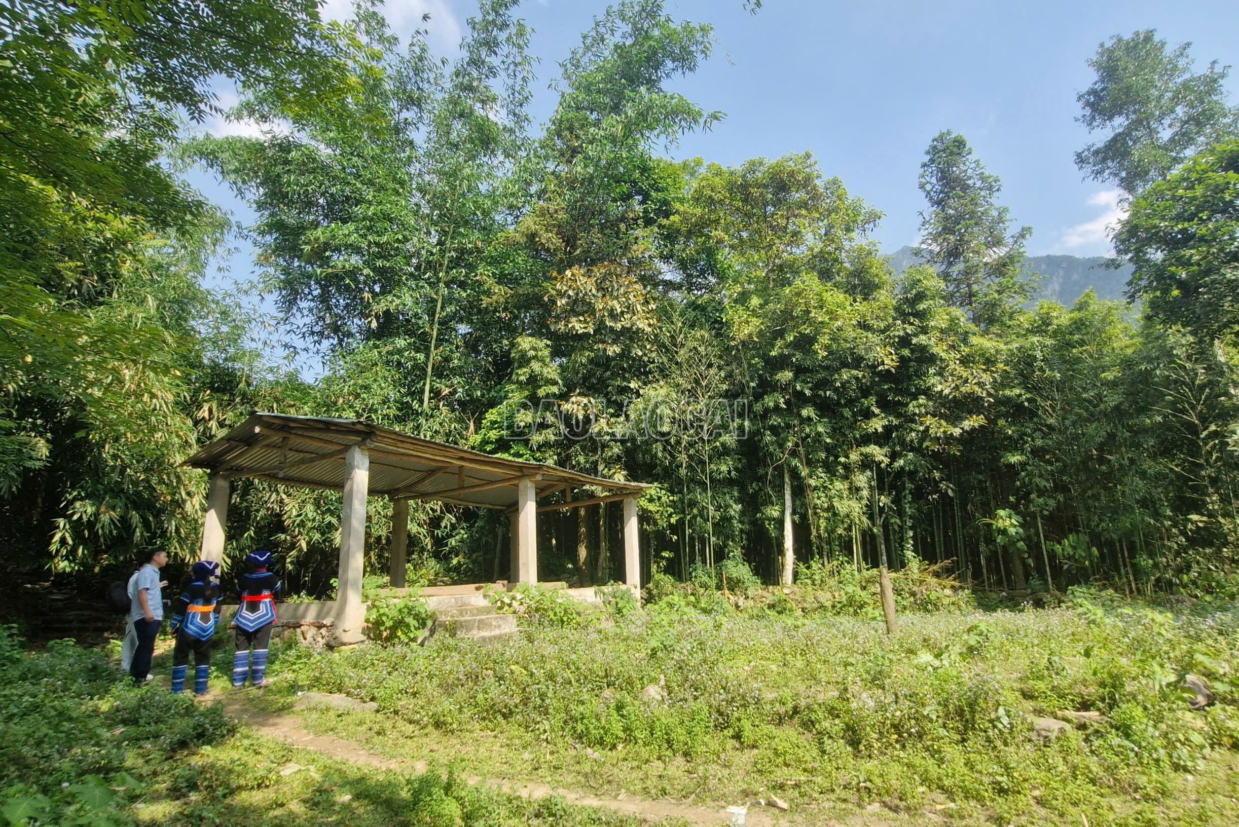 baolaocai-c_00b7da5349b6fce8a5a7.jpg