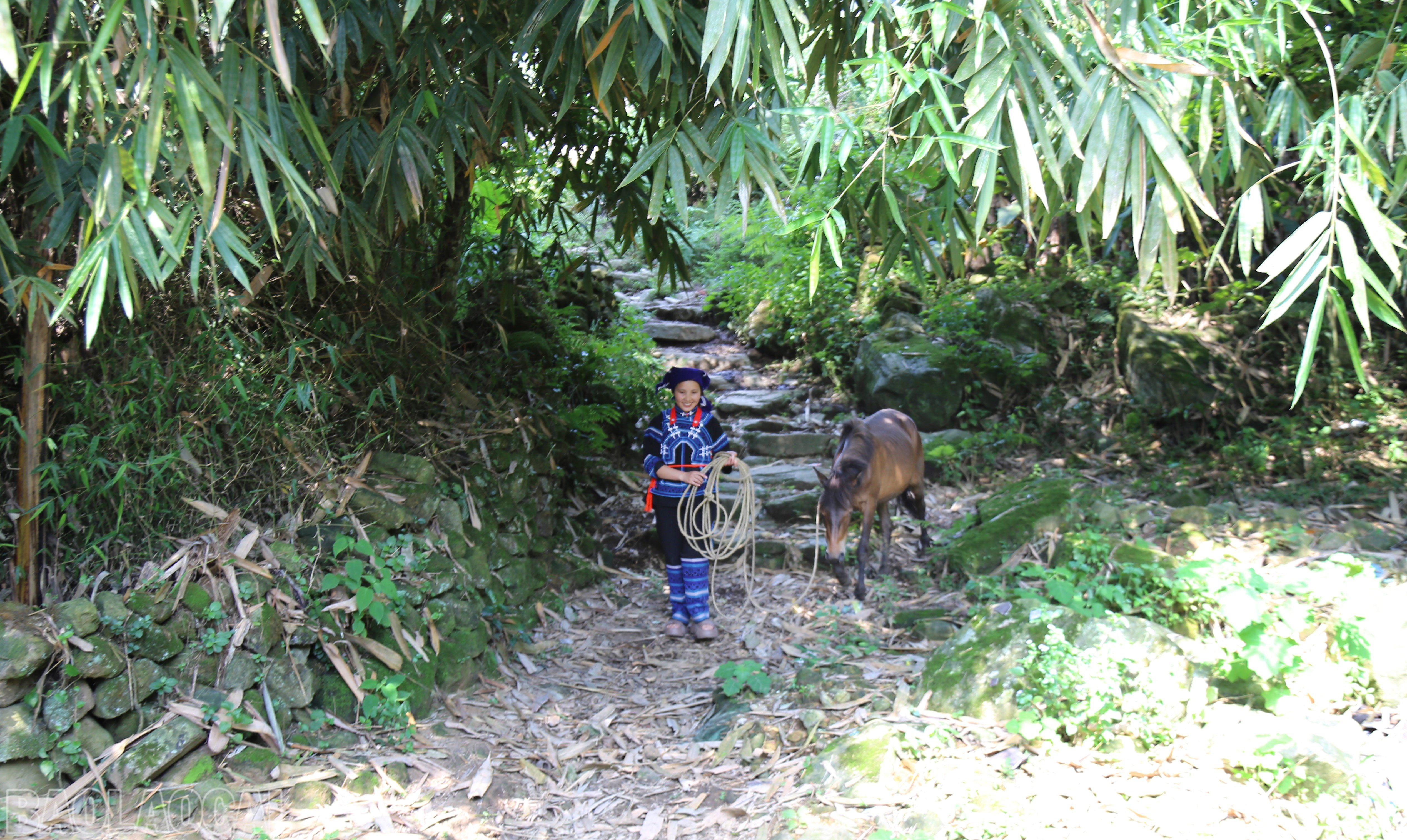 baolaocai-bl_img-9554.jpg