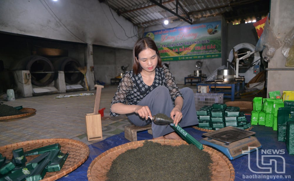 Every year, Ms. Lang Thi Huong's family (in Tan Long hamlet, Co Lung commune) sells about 4 tons of dried tea buds to the market, earning 350 million VND after deducting expenses.