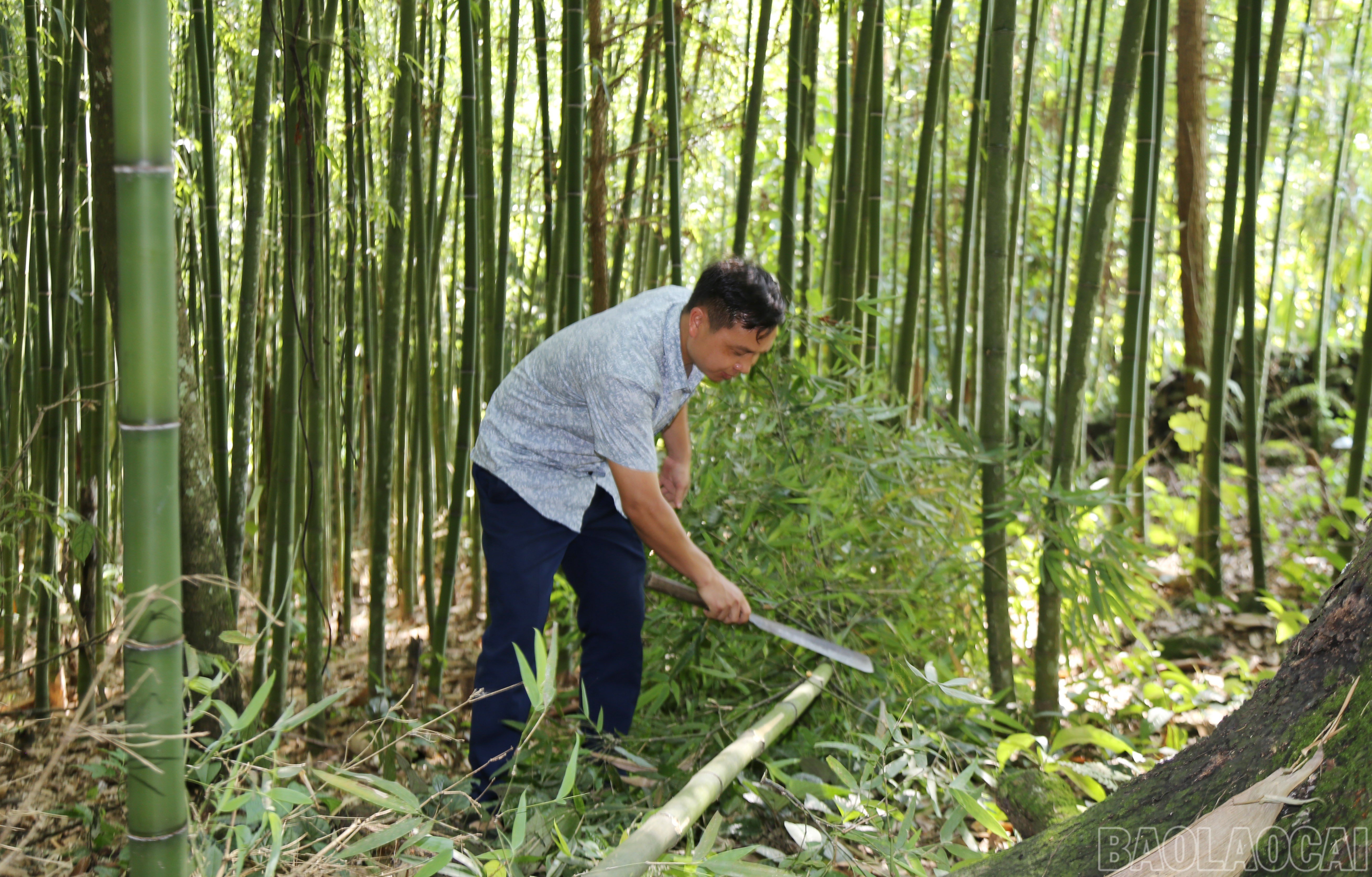 baolaocai-br_img-9591.jpg