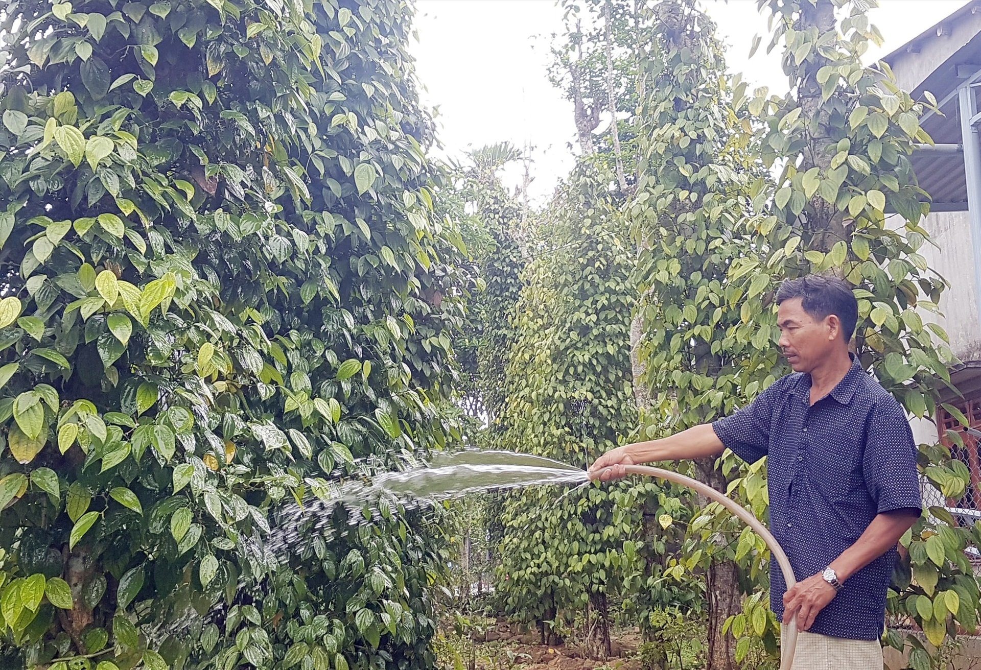 Pepper price today May 23, 2025: Maintain above 150,000 VND/kg