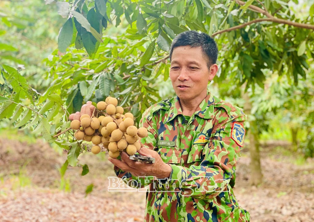 ដំណាំ​វែង​ដើម​របស់​លោក Dang Van Ung ត្រូវ​បាន​គេ​រំពឹង​ថា​នឹង​ទទួល​បាន​ផ្លែ​ជាង ៦ តោន។