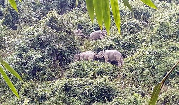 Những điểm sáng trong bảo tồn đa dạng sinh học -0